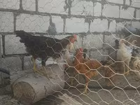 Chickens — Foto 3
