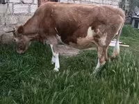 İnək, Azərbaycan zebu — foto 8
