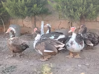 Ducks — Foto 4