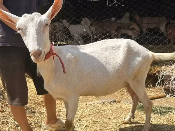 母山羊, Saanen goat