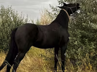 Stute, Friesian — Foto 4