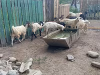 Теке, Pomellata goat — 6-сурет