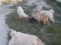 बकरियाँ (लॉट, लिंग निर्दिष्ट नहीं), बकरियाँ — फ़ोटो 2