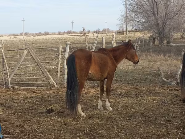 Stute, Kazakh horse