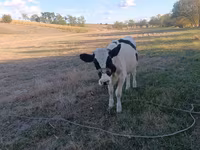 Kuh, Holstein-Rasse — Foto 4