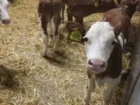 أبقار (دفعة، الجنس غير محدد), Simmental cattle — الصورة 5