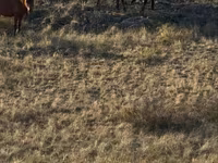 Horses (batch, sex not specified), Kazakh horse — photo 6