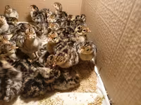 Turkeys — الصورة 1