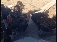Turkeys — photo 1