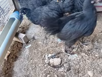 ऑस्ट्रेलॉर्प — फ़ोटो 3