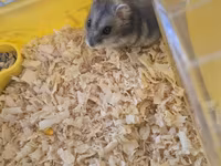 Cırtdan hamster qəfəsi ilə birgə - Növlə: cırtdan (dwarf) hamster — 2-сурет