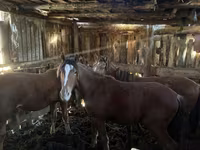 Pferde (Partie, Geschlecht nicht angegeben), Horse breed — Foto 2