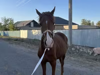 Horse (M), Arabian horse — photo 4