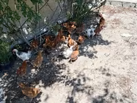 Chickens — 7-rasm