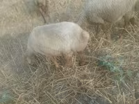 Oveja, Ovejas — foto 1