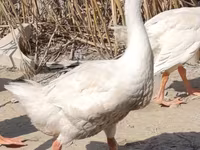 Geese — photo 4