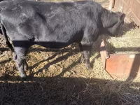 Kuh, Aberdeen-Angus — Foto 1