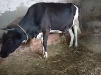 Kuh, Russian Black pied cattle — Foto 3