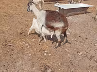 Ziege, Toggenburg goat — Foto 6