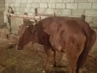 Kuh, Simmental cattle — Foto 6