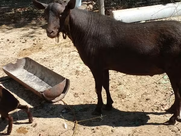 公山羊, Murcia-Granada goats