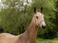 فرس, Akhal-Teke — الصورة 4