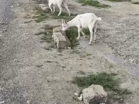 母山羊, Goats — 照片 2