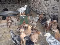 Chickens — 4-rasm