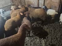 Ovejas (lote, sexo no especificado), Ovejas — foto 1