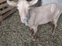 Коза, Saanen goat — фото 2