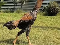 Chickens — Foto 1
