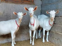 Ziege, Saanen goat — Foto 2