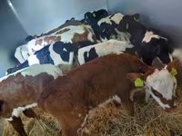 Бұқа, Simmental cattle — 1-сурет