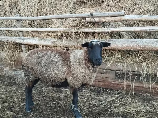 Widder, Romanov sheep