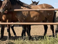 Caballo, Mugalzhar horse — foto 3