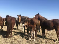 Stute, Horse breed — Foto 2