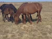 Stute, Horse breed — Foto 3