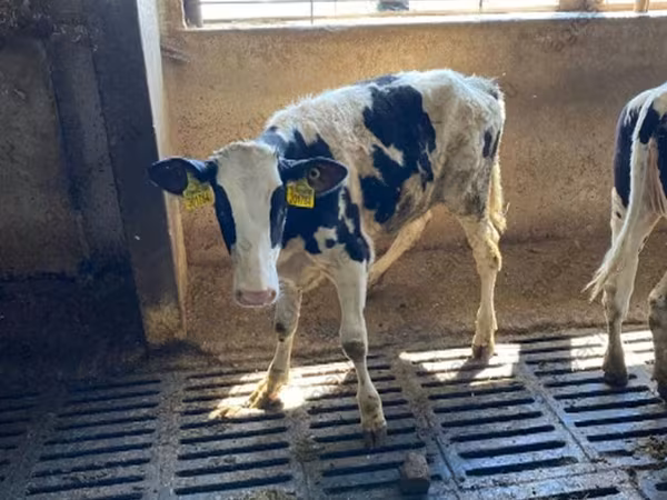 Kuh, Holstein-Rasse