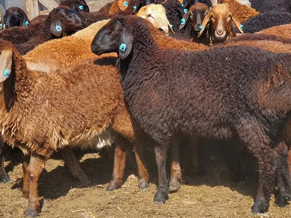 كبش, Edilbay sheep