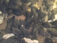 Turkeys — photo 6