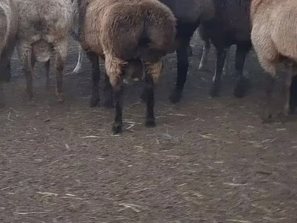 Widder, Edilbay sheep