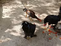Chickens — 3-rasm
