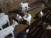 Ziege, Saanen goat — Foto 6