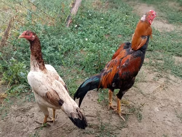 Куры