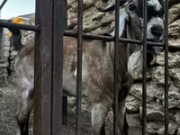 عنزة, Nubian Goat — الصورة 3