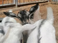 Cabra, Alpine goat — foto 2
