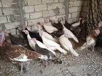 Blanca de pechuga ancha — foto 1