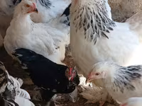 براهما — الصورة 5