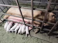 Schweine (Partie, Geschlecht nicht angegeben), Ландрас — Foto 1