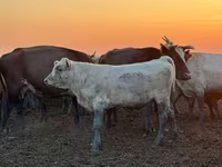 İribuynuzlu mal-qara (partiya, cinsi göstərilməyib), Swiss cattle — foto 2